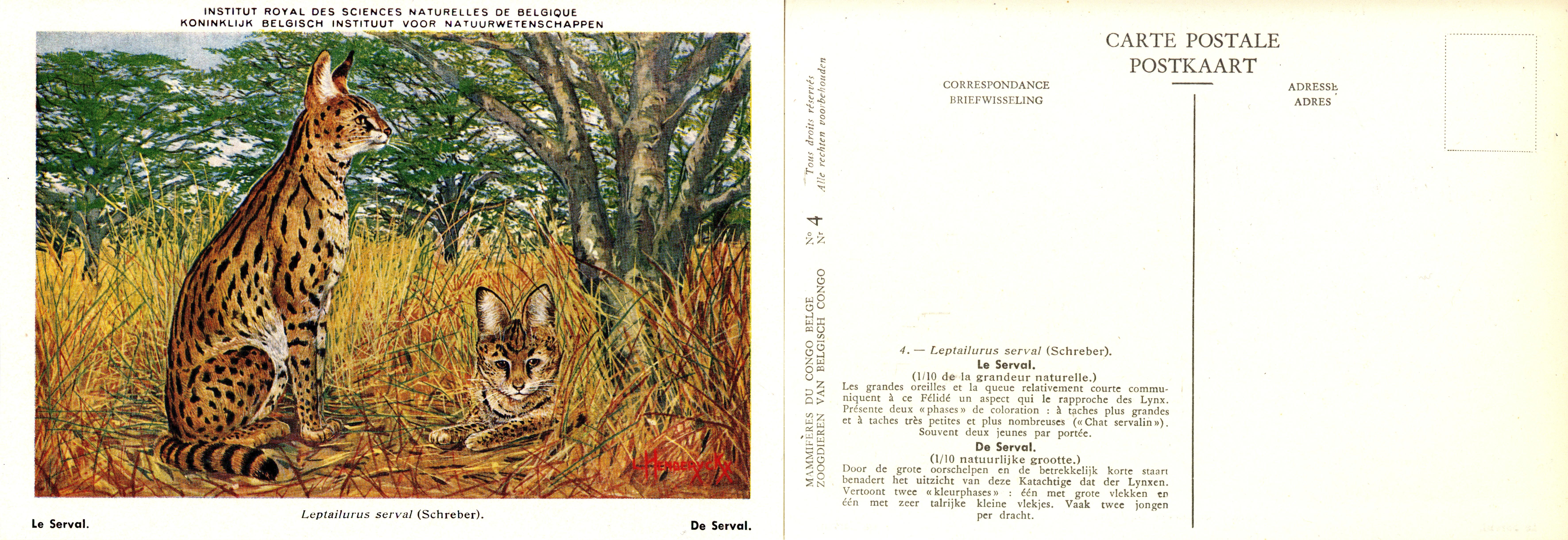 004 Le Serval - De Serval.jpg