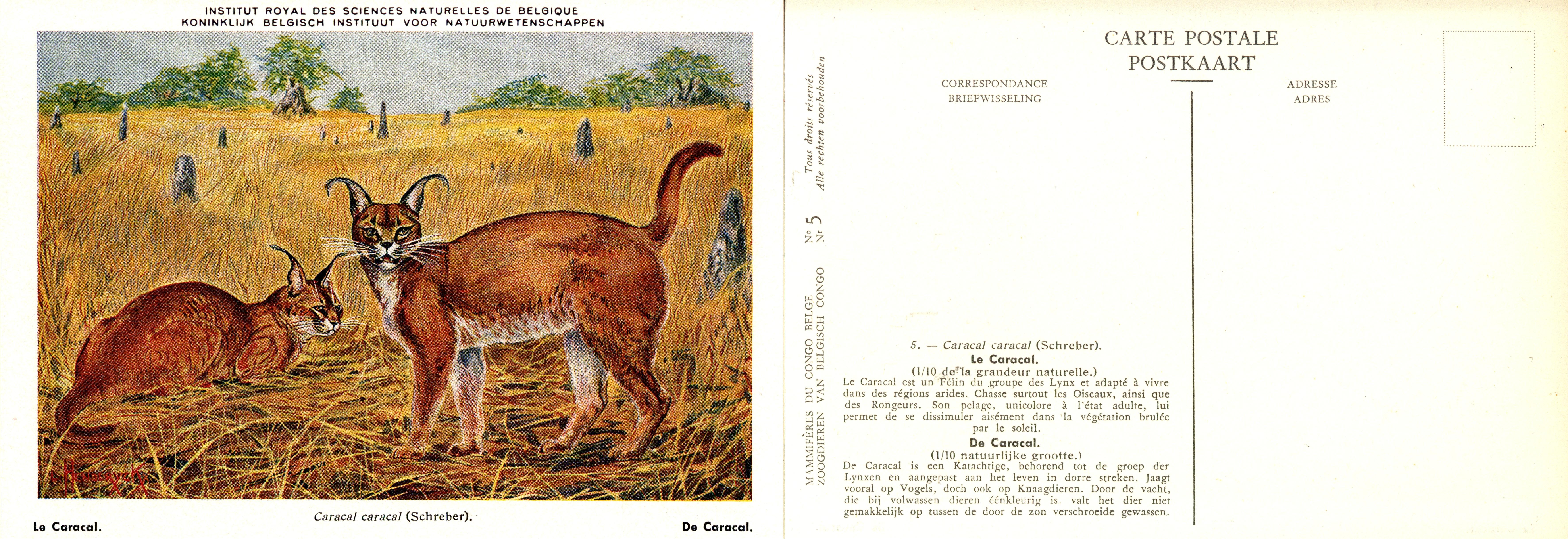 005 Le Caracal - De Caracal.jpg