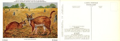 005 Le Caracal - De Caracal.jpg
