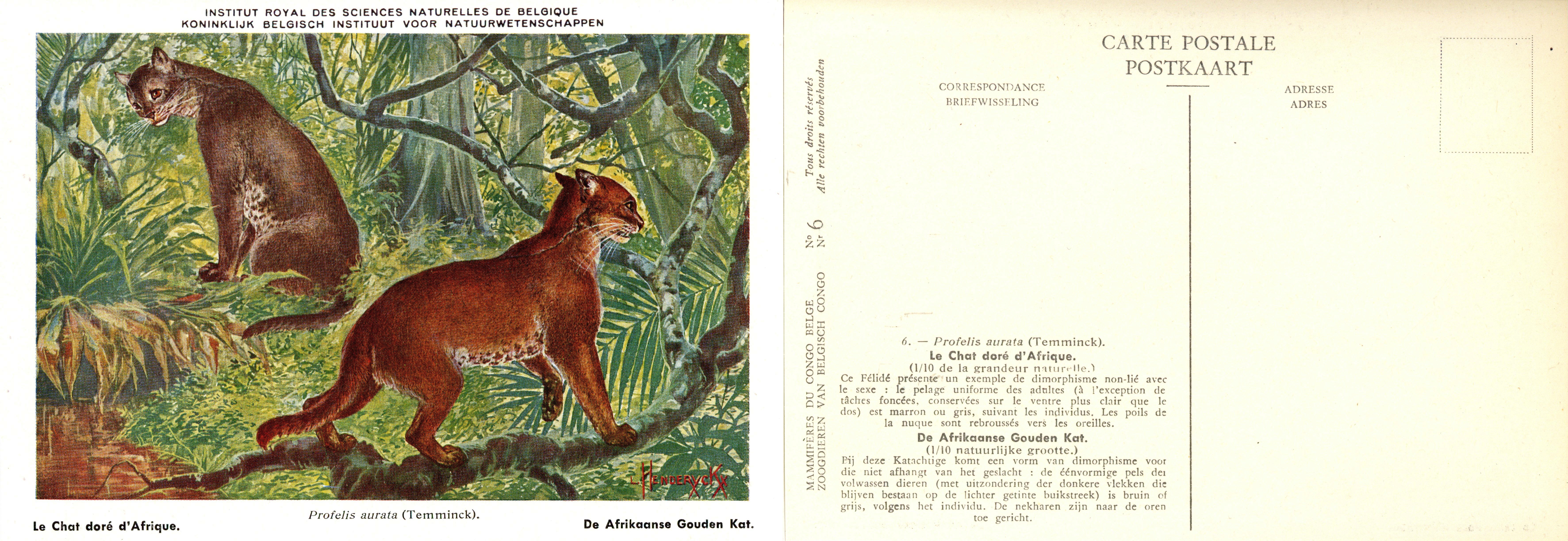 006 Le Chat doré d'Afrique - De Afrikaanse Gouden Kat.jpg