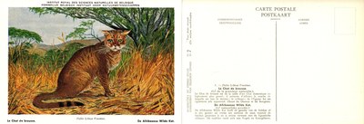 007 Le Chat de brousse - De Afrikaanse Wilde Kat.jpg