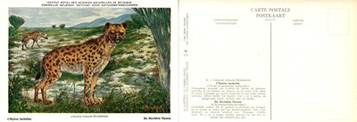 008 L'Hyène tachetée - De Gevlekte Hyena.jpg