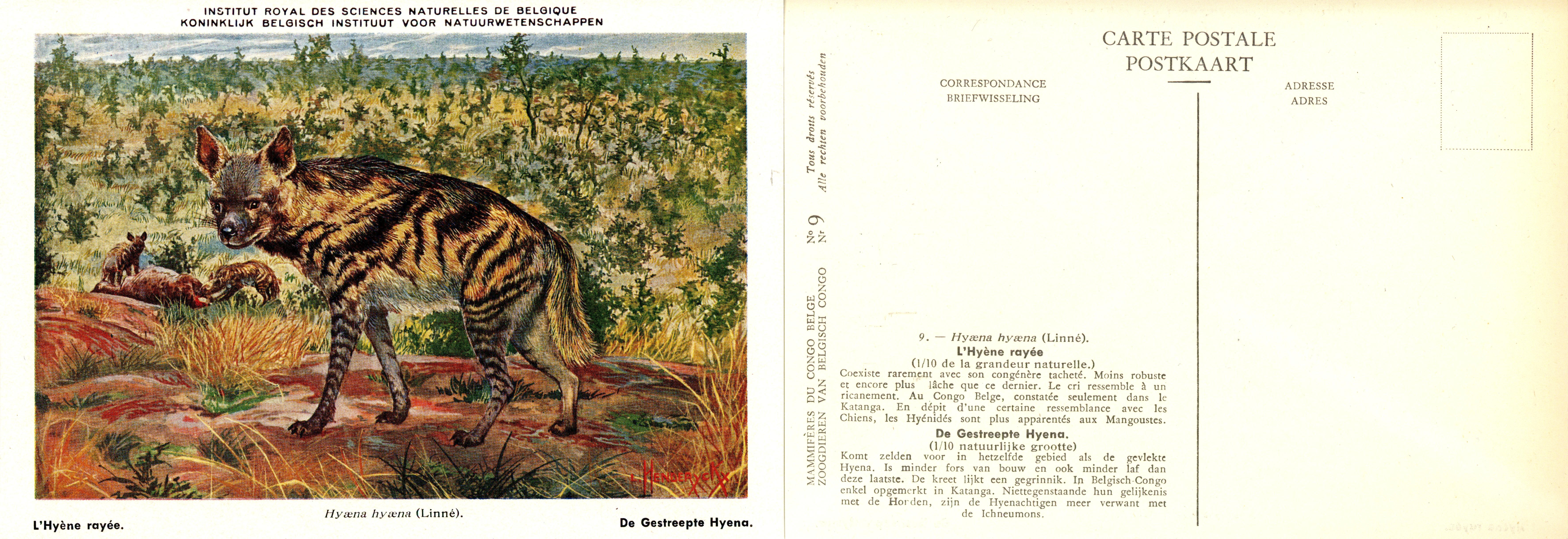 009 L'Hyène rayée - De Gestreepte Hyena.jpg