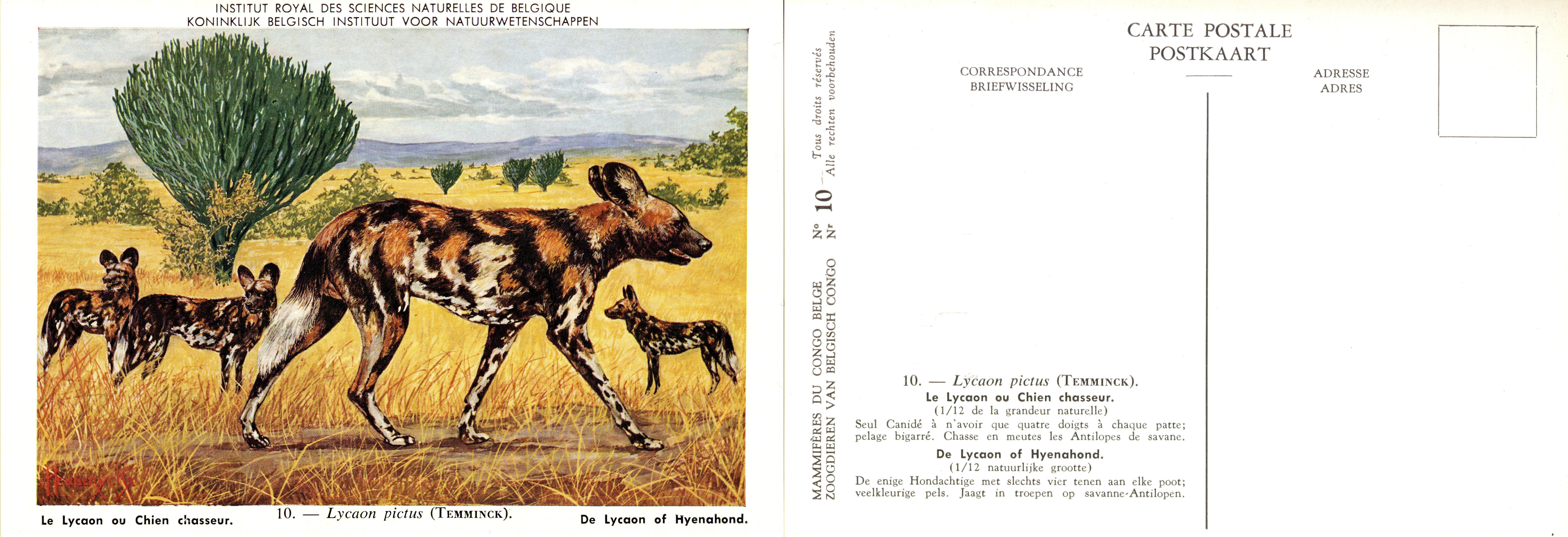 010 Le Lycoon ou Chien chasseur - De Lycaan of Hyenahond.jpg