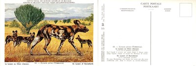 010 Le Lycoon ou Chien chasseur - De Lycaan of Hyenahond.jpg