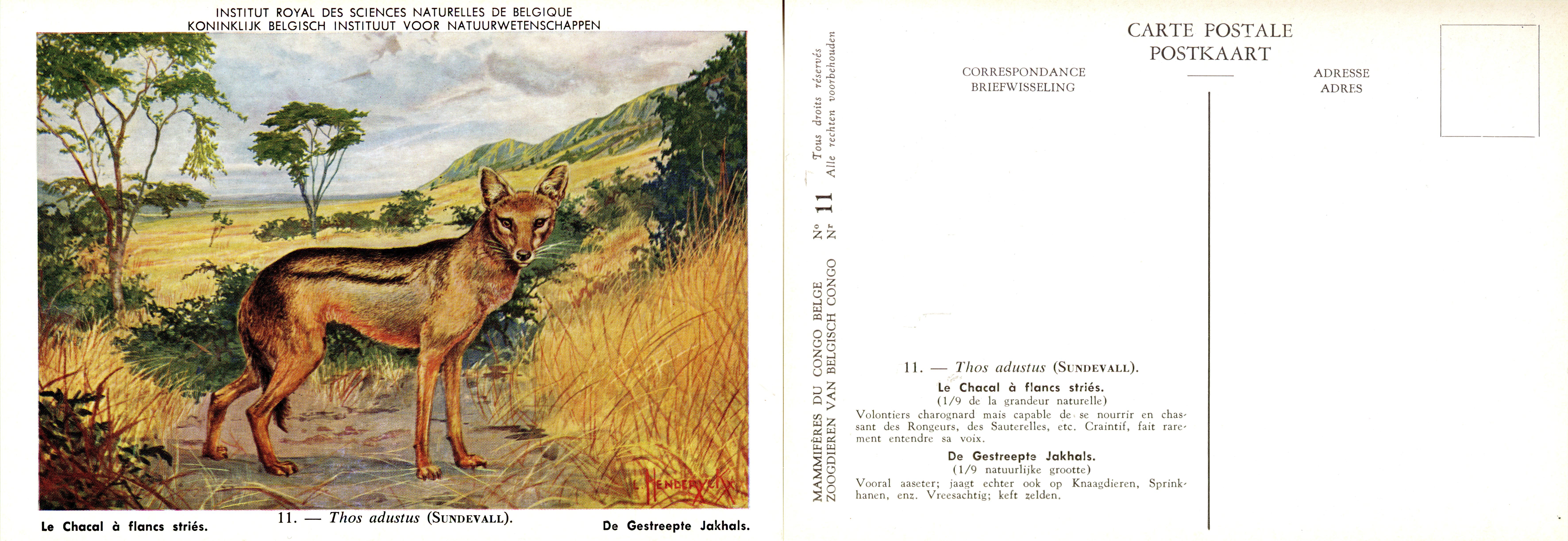 011 Le Chacal à flancs striés - De Gestreepte Jakhals.jpg