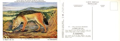 012 Le Chacal à dos noir - De Schabrakjakhals.jpg