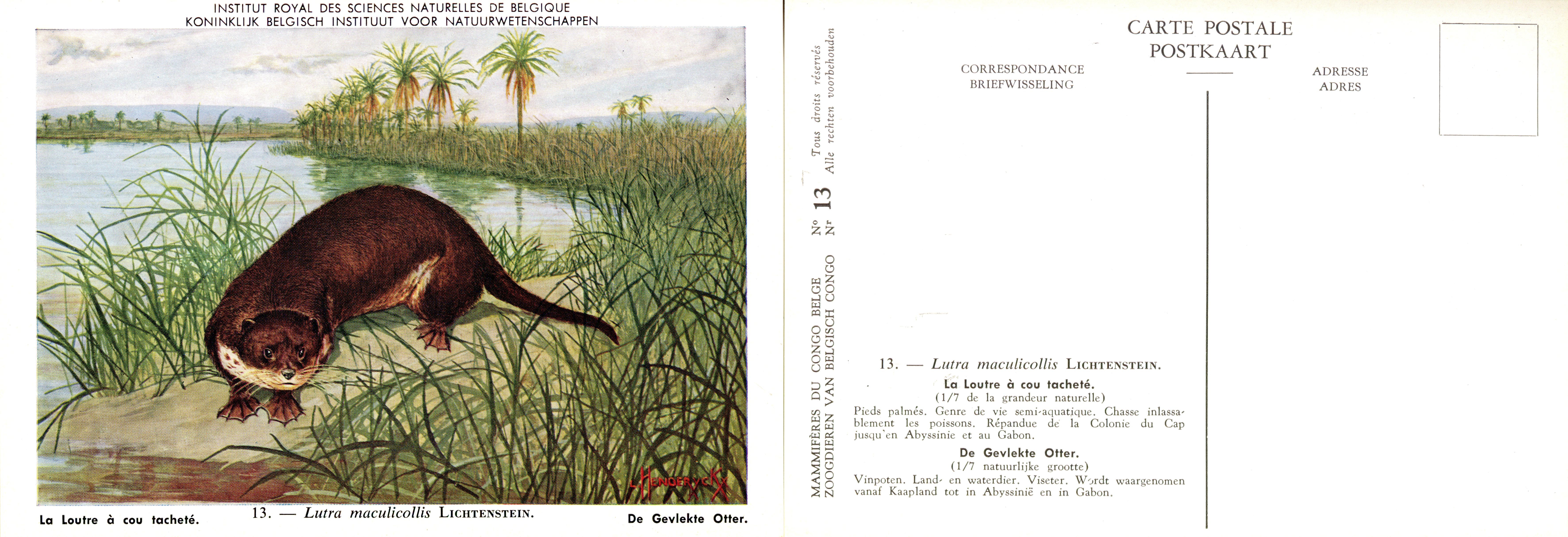 013 La Loutre à cou tacheté - De Gevlekte otter.jpg
