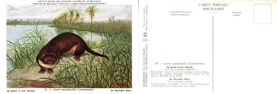 013 La Loutre à cou tacheté - De Gevlekte otter.jpg
