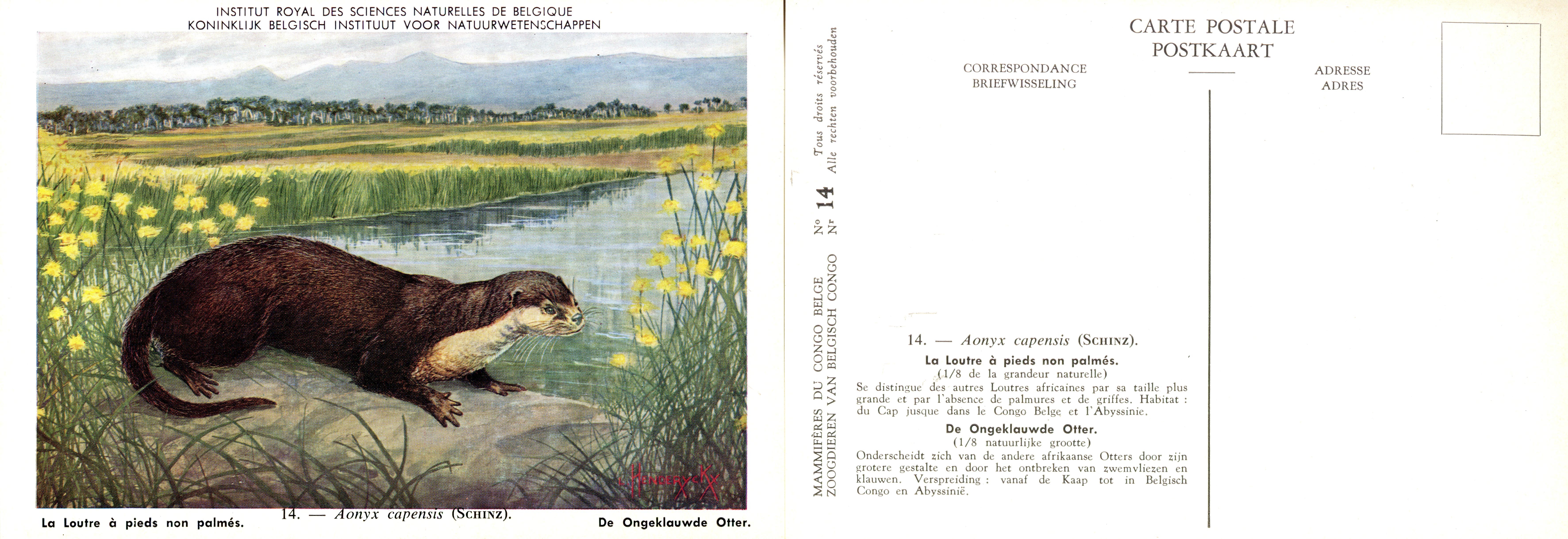 014 La Loutre à pieds non palmés - De Ongeklauwde Otter.jpg