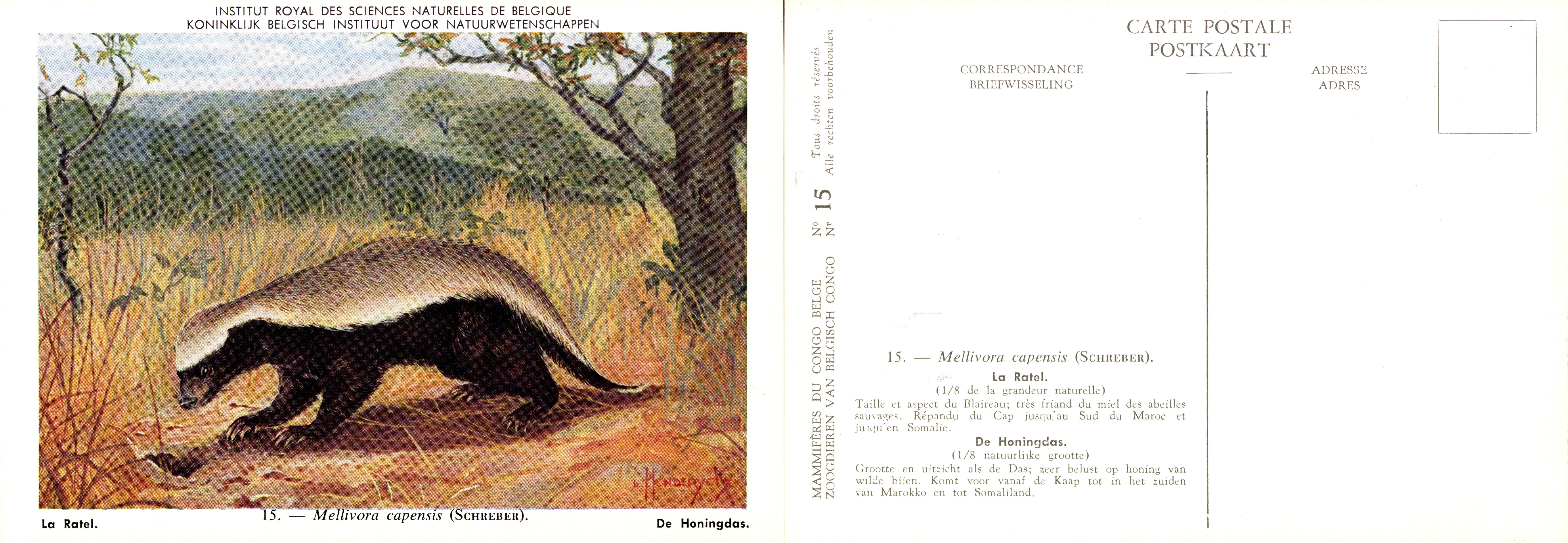 015 La Ratel - De Honingdas.jpg