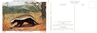 015 La Ratel - De Honingdas.jpg