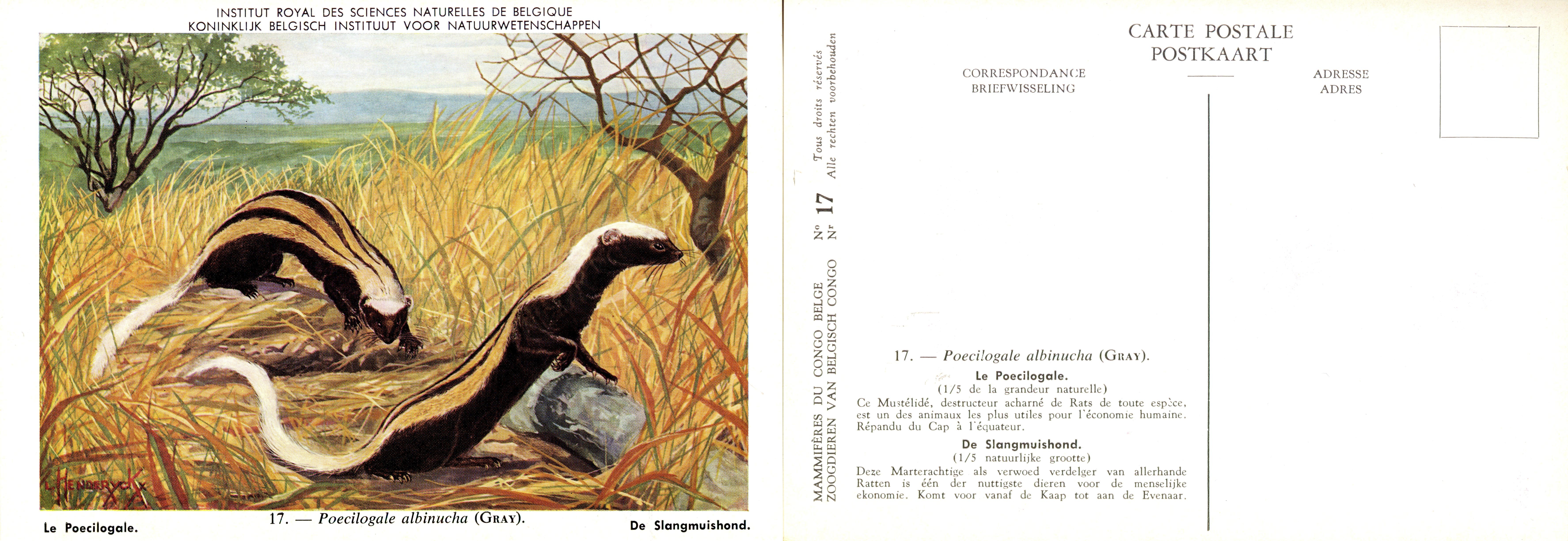 017 Le Poecilogale - De Slangmuishond.jpg