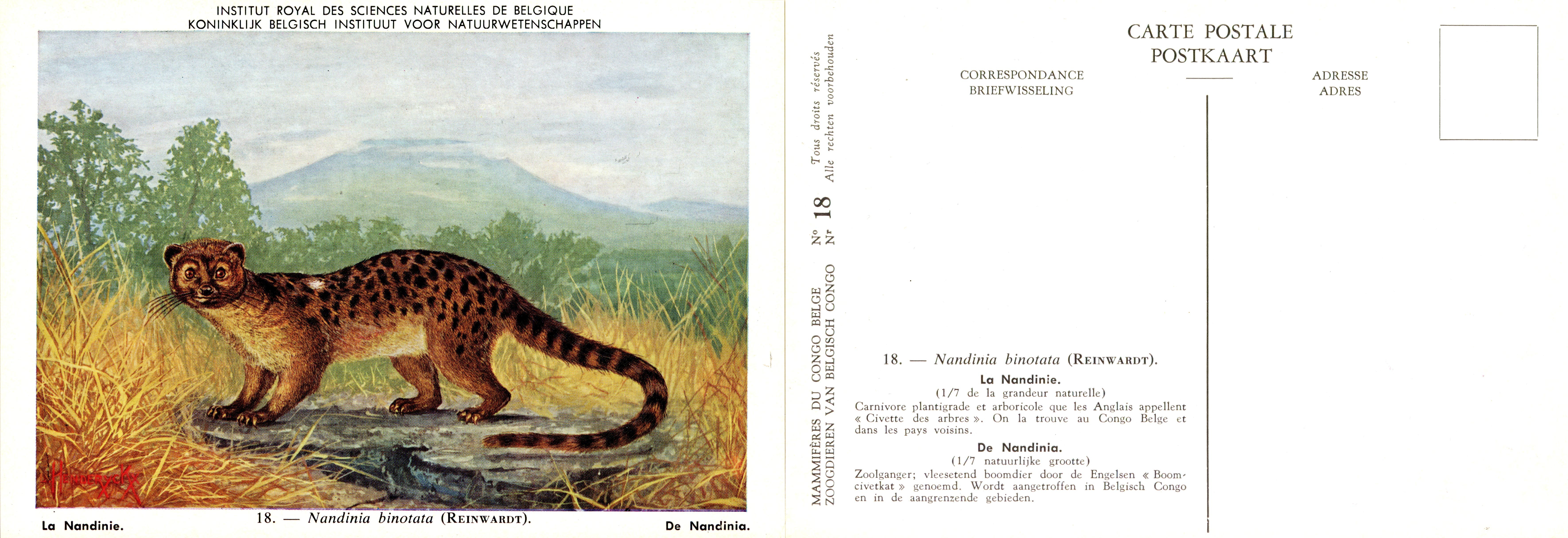 018 La Nandinie - De Nandinia.jpg