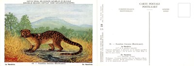 018 La Nandinie - De Nandinia.jpg