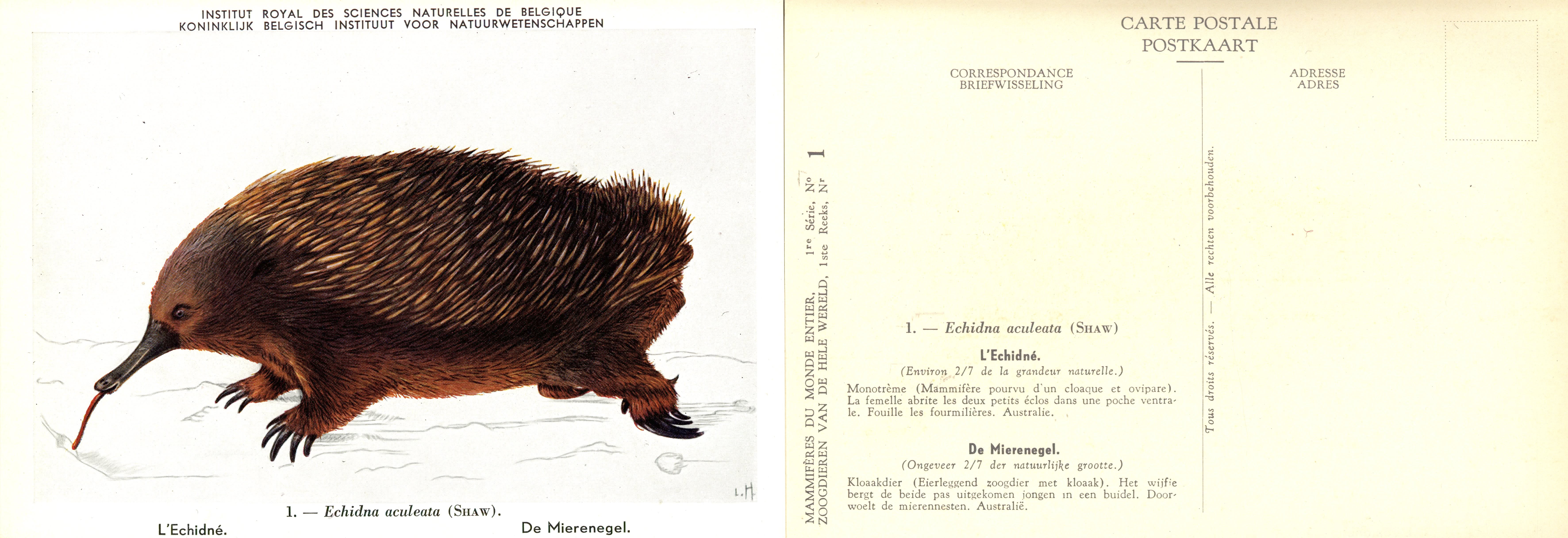 001 L'Echidné - De Mierenegel.jpg