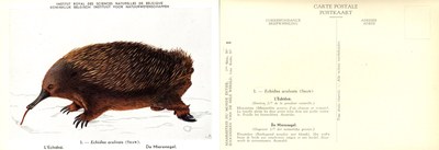 001 L'Echidné - De Mierenegel.jpg