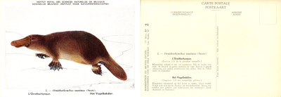 002 L'Ornithorhynque - Het Vogelbekdier.jpg