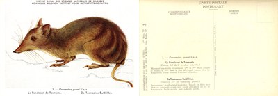 003 Le Bandicoot de Tasmanie - De Tasmaanse Buideldas.jpg