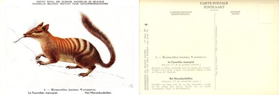 004 Le Fourmilier marsupial - Het Mierenbuideldier.jpg