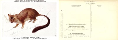 005 Le Phascologale à queue touffue - De Pluimstaartbuidelmarter.jpg