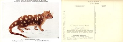 006 Le Dasyure tacheté - De Gevlekte Buidelmarter.jpg