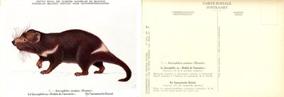 007 Le Sarcohile ou Diable de Tasmanie - De Tasmanische Duivel.jpg