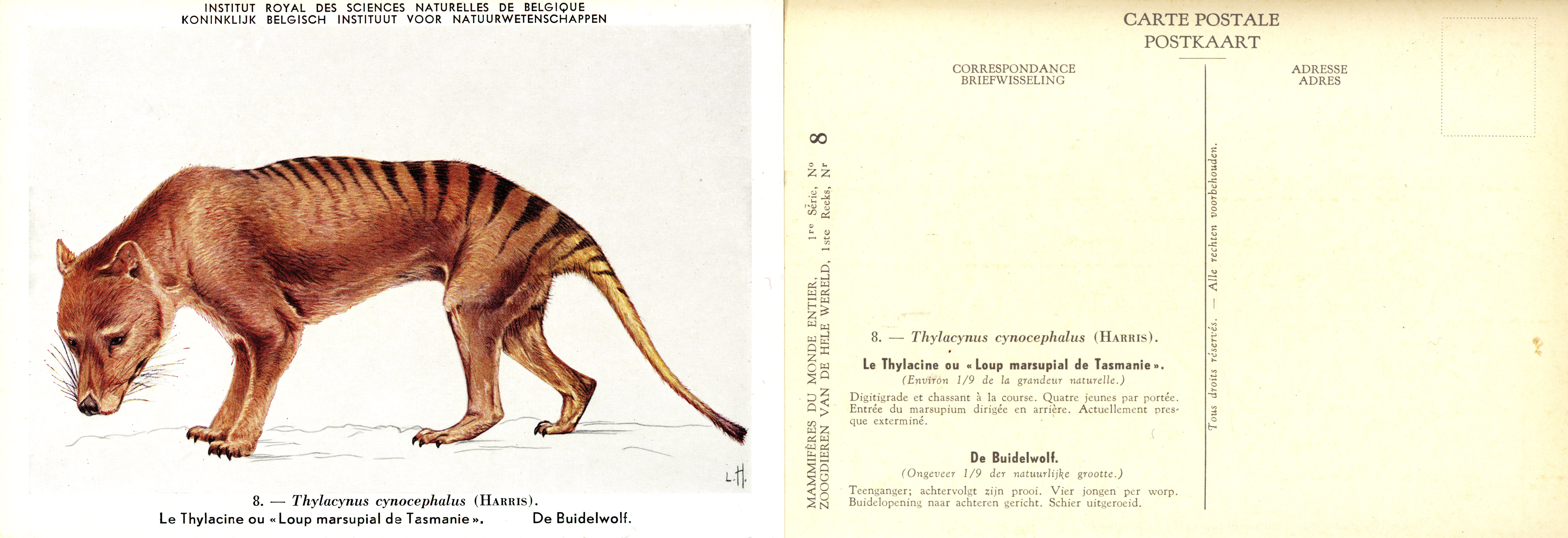 008 Le Thylacine ou Loup marsupial de Tasmanie - De Buidelwolf.jpg
