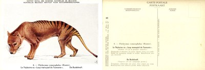 008 Le Thylacine ou Loup marsupial de Tasmanie - De Buidelwolf.jpg