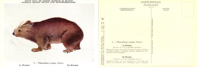 009 Le Wombat - De Wombat.jpg