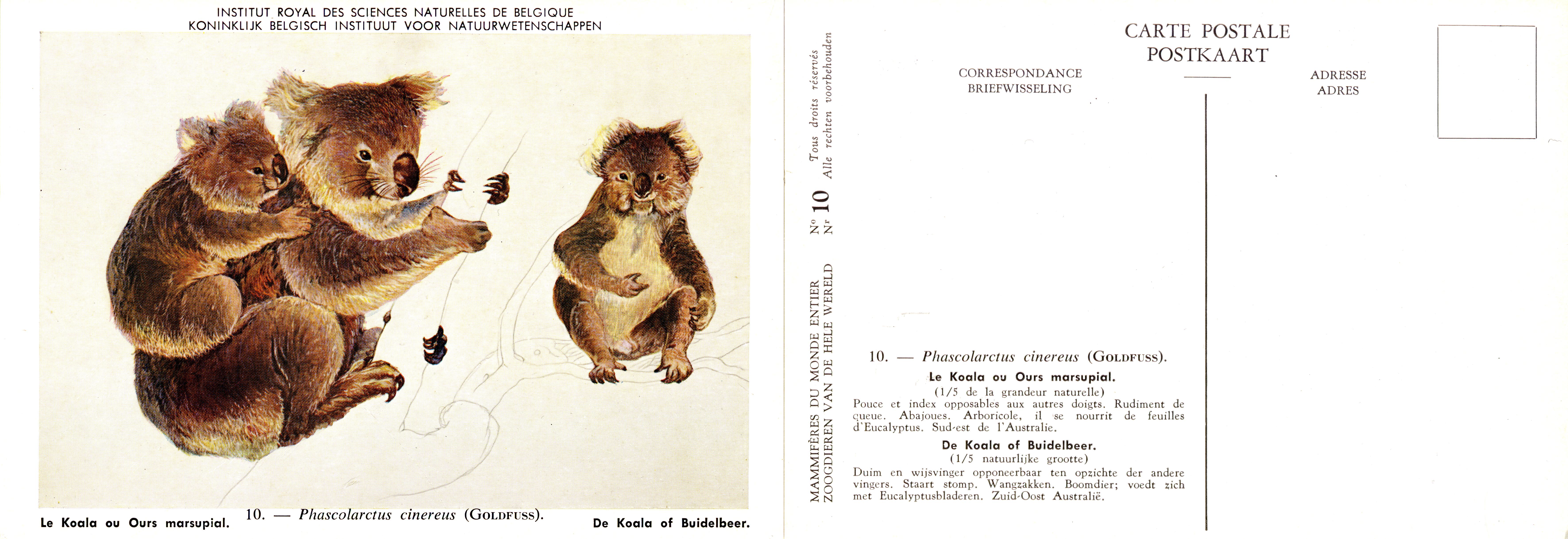 010 Le Koala ou Ours marsupial - De Koala of Buidelbeer.jpg