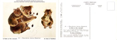 010 Le Koala ou Ours marsupial - De Koala of Buidelbeer.jpg