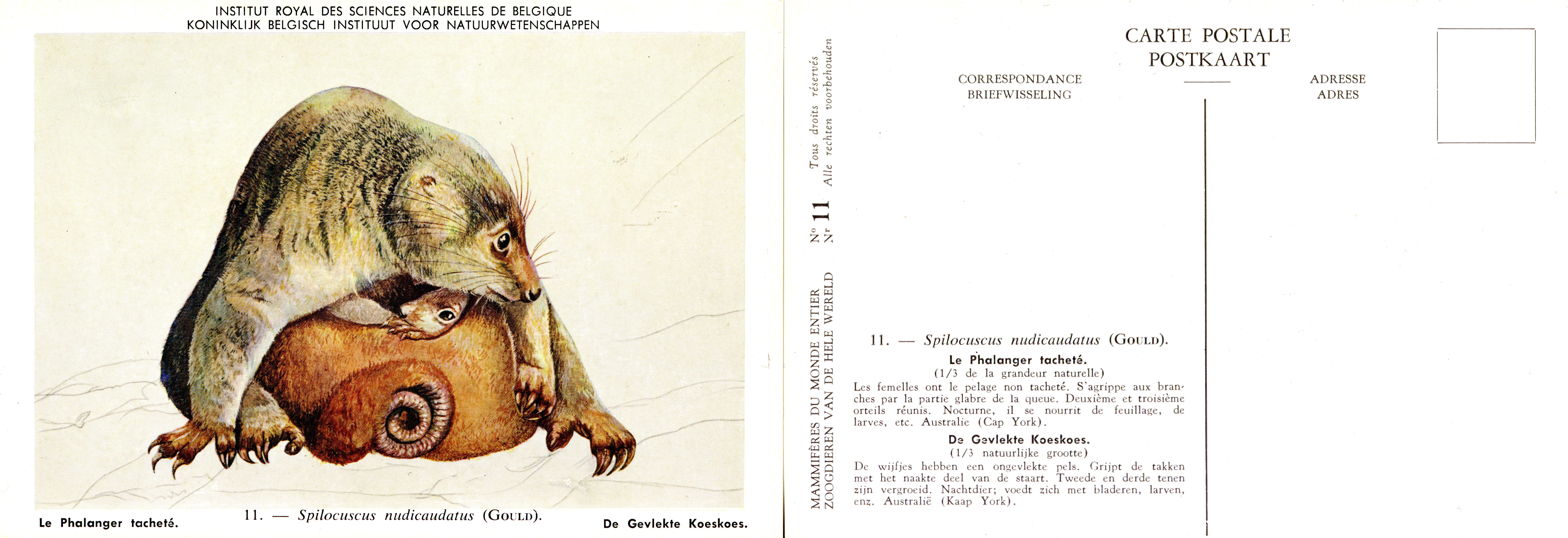 011 Le Phalanger tacheté - De Gevlekte Koeskoes.jpg