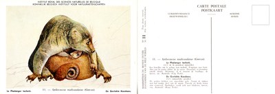 011 Le Phalanger tacheté - De Gevlekte Koeskoes.jpg