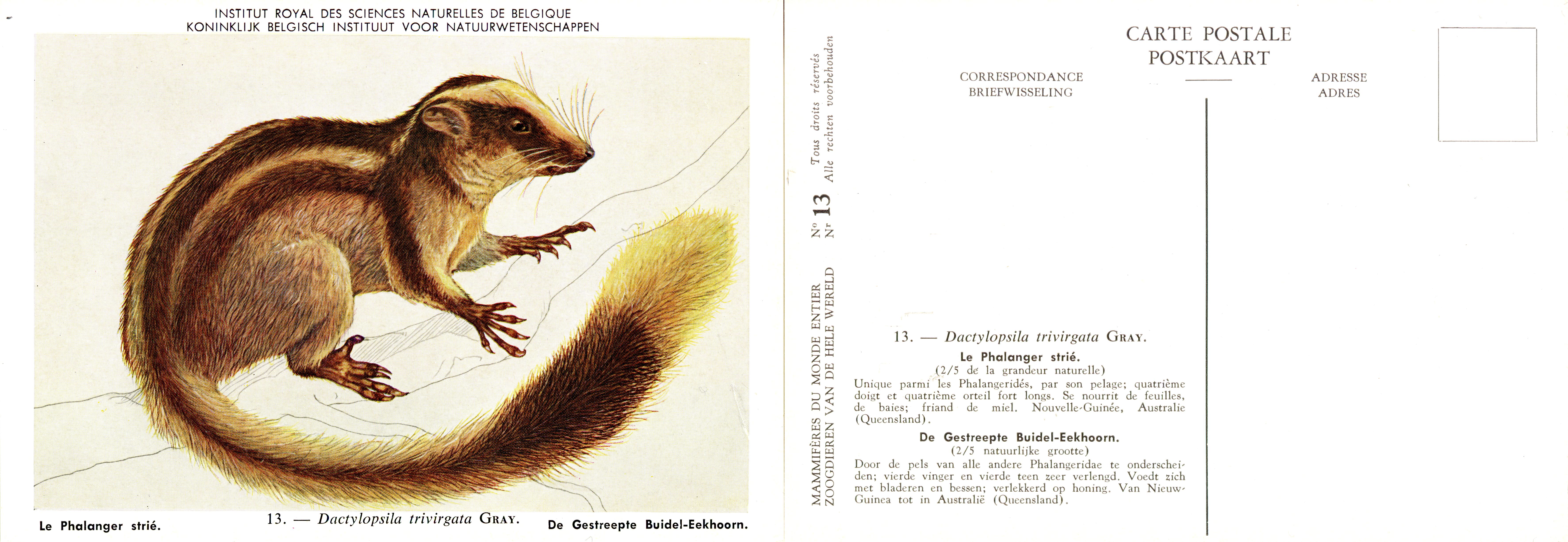 013 Le Phalanger strié - De Gestreepte Buidel-Eekhoorn.jpg