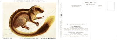 013 Le Phalanger strié - De Gestreepte Buidel-Eekhoorn.jpg