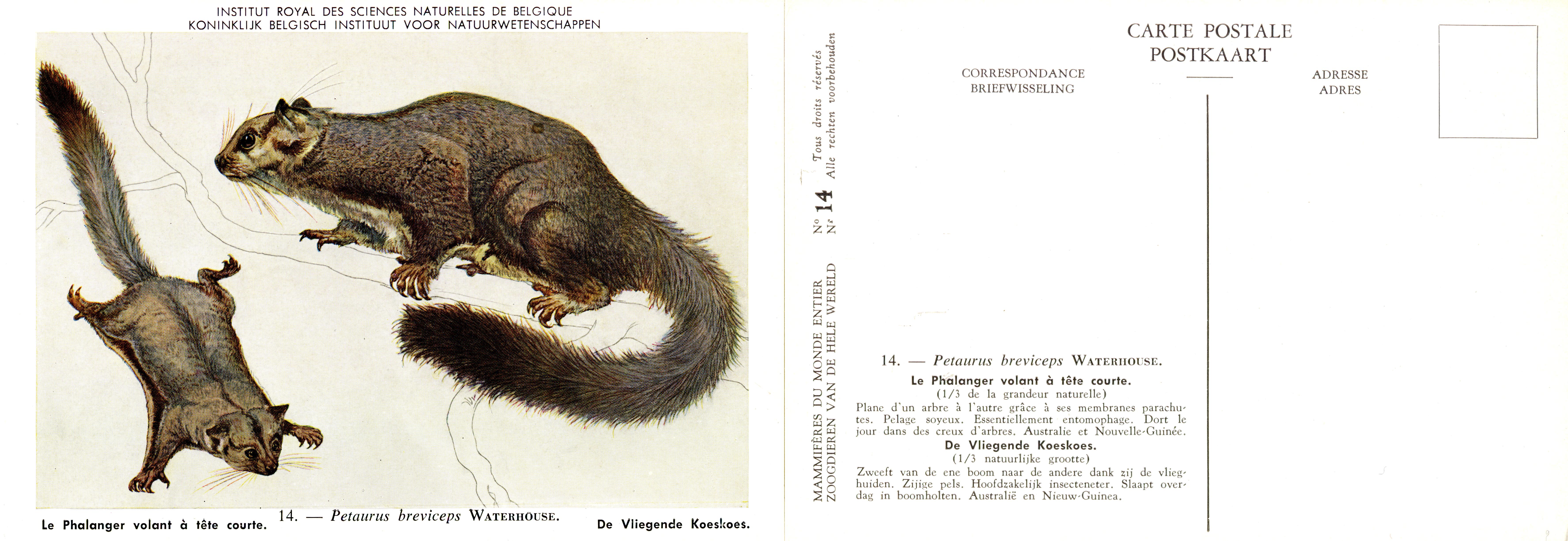 014 Le Phalanger volant à tête courte - De Vliegende Koeskoes.jpg