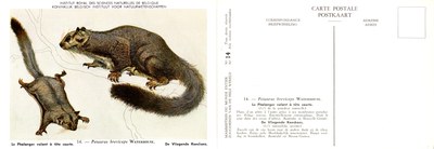 014 Le Phalanger volant à tête courte - De Vliegende Koeskoes.jpg