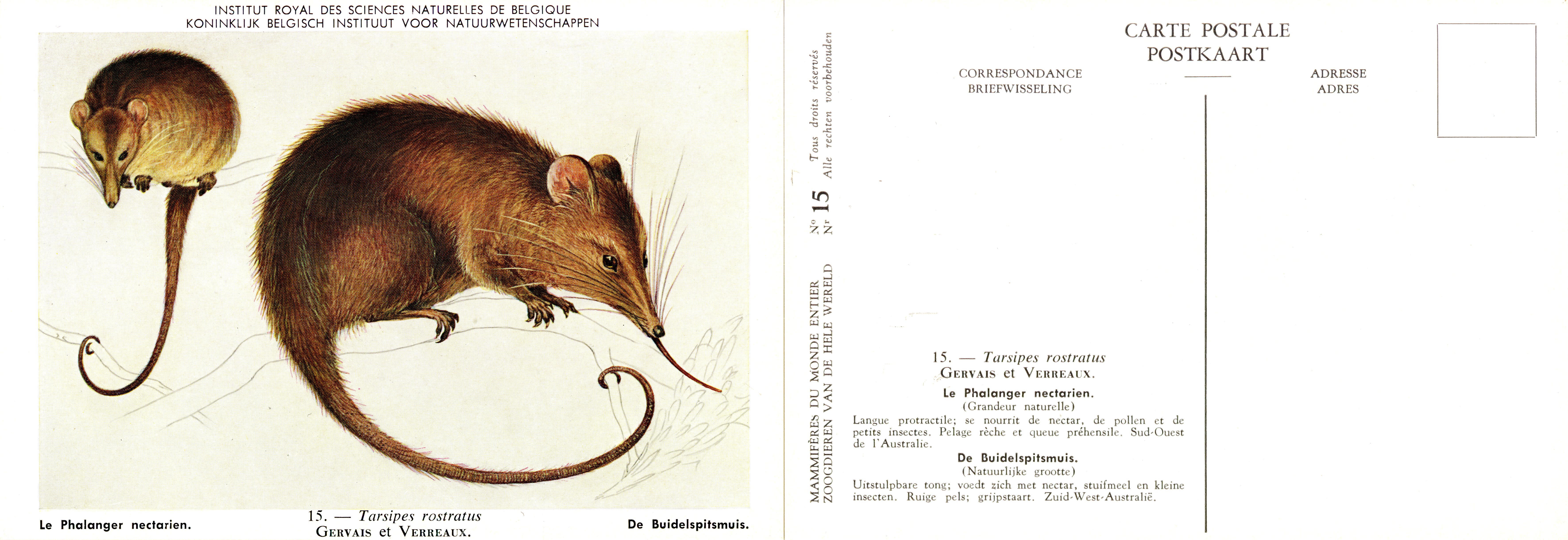 015 Le Phalanger nectarien - De Buidelspitsmuis.jpg