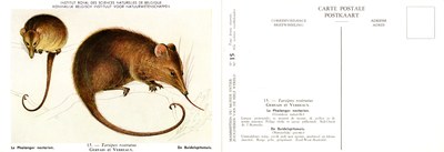 015 Le Phalanger nectarien - De Buidelspitsmuis.jpg
