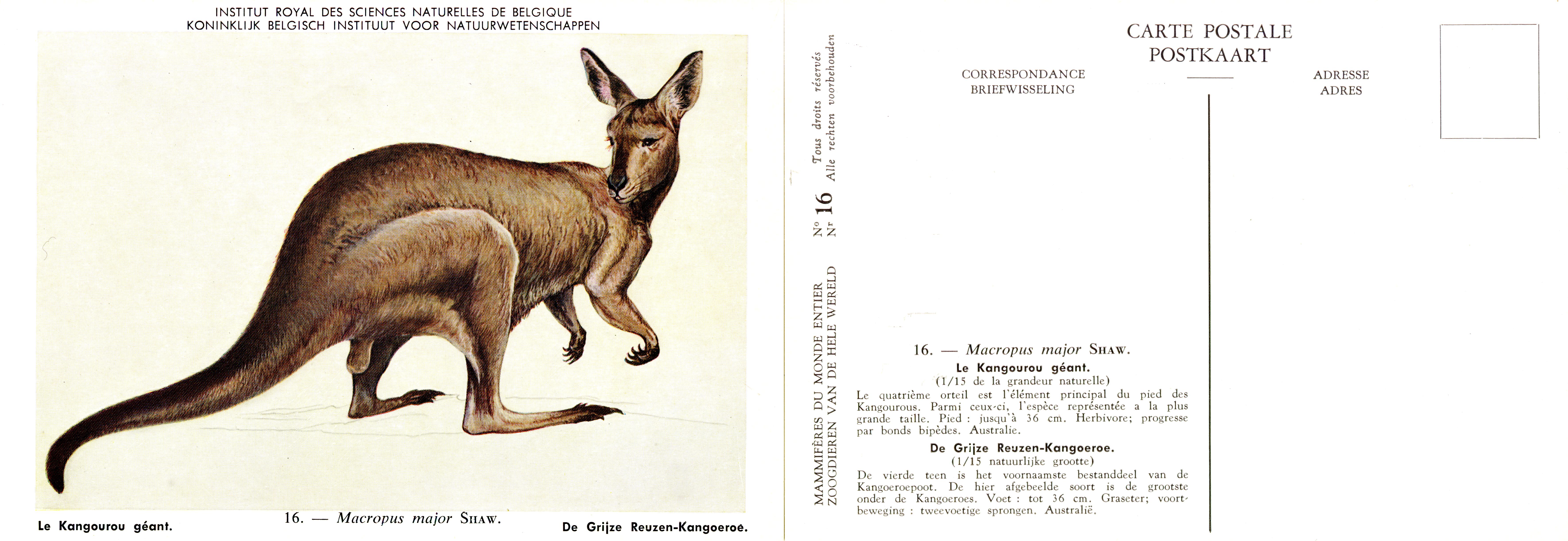 016 Le Kangourou géant - De Grijze Reuzen-Kangoeroe.jpg