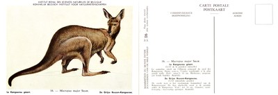 016 Le Kangourou géant - De Grijze Reuzen-Kangoeroe.jpg