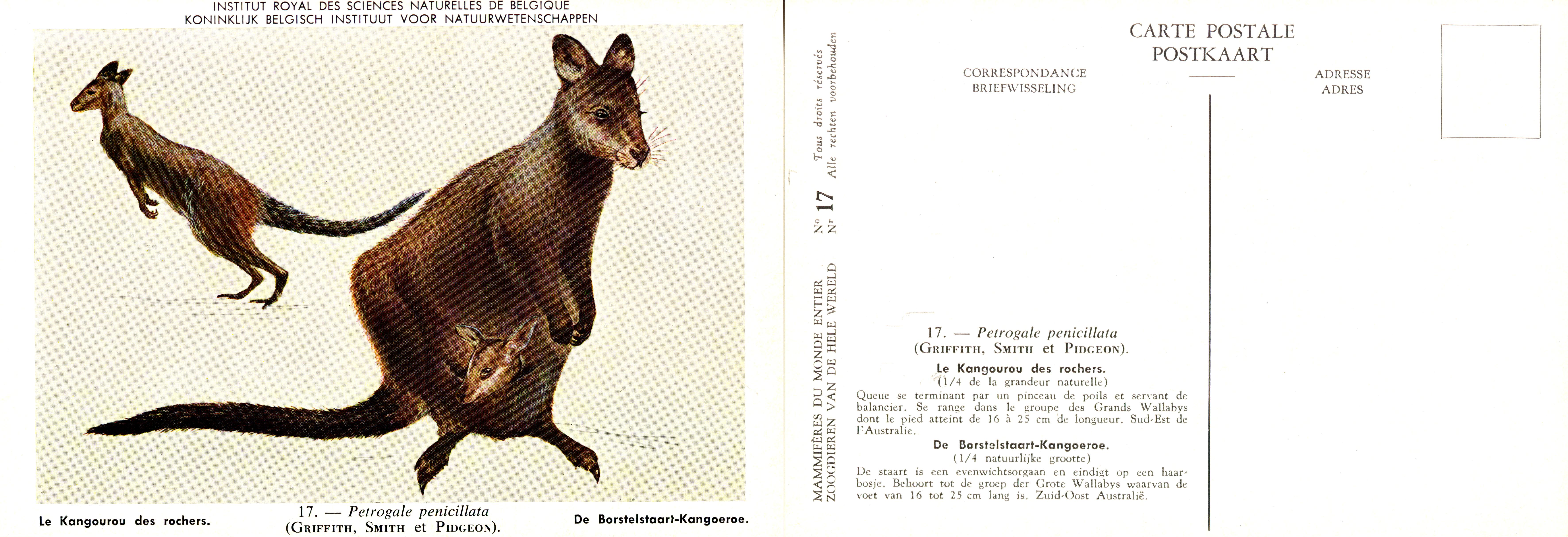 017 Le Kangourou des rochers - De Borstelstaart-Kangoeroe.jpg