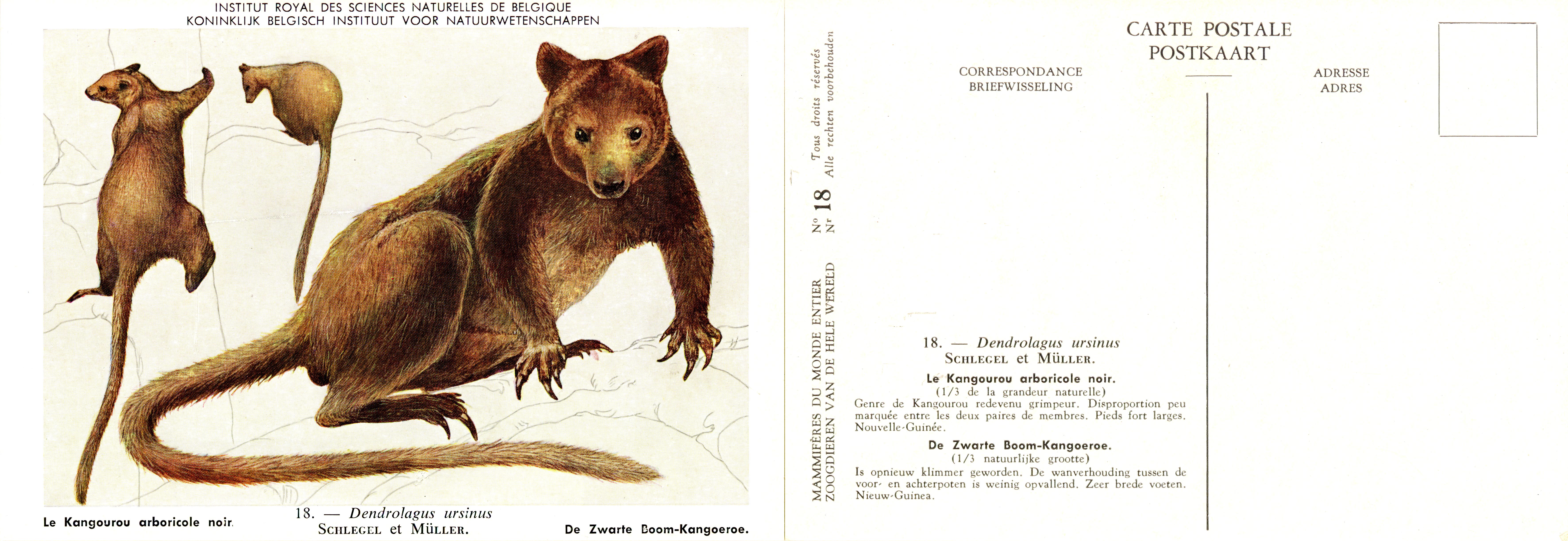 018 Le Kangourou arboricale noir - De Zwarte Boom-Kangoeroe.jpg