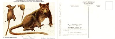 018 Le Kangourou arboricale noir - De Zwarte Boom-Kangoeroe.jpg