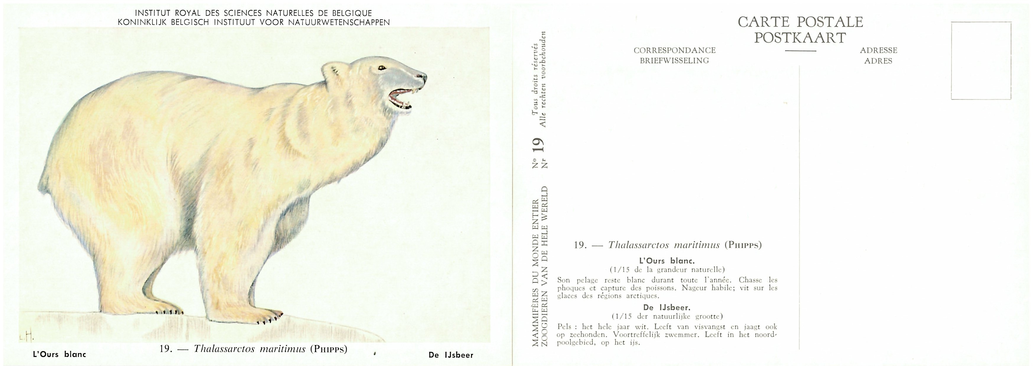 019 L'Ours blanc - De IJsbeer.jpg
