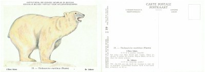 019 L'Ours blanc - De IJsbeer.jpg