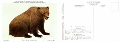 020 L'Ours brun - De Bruine Beer.jpg