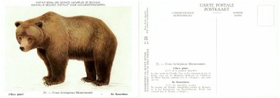 021 L'Ours géant - De Reuzenbeer.jpg