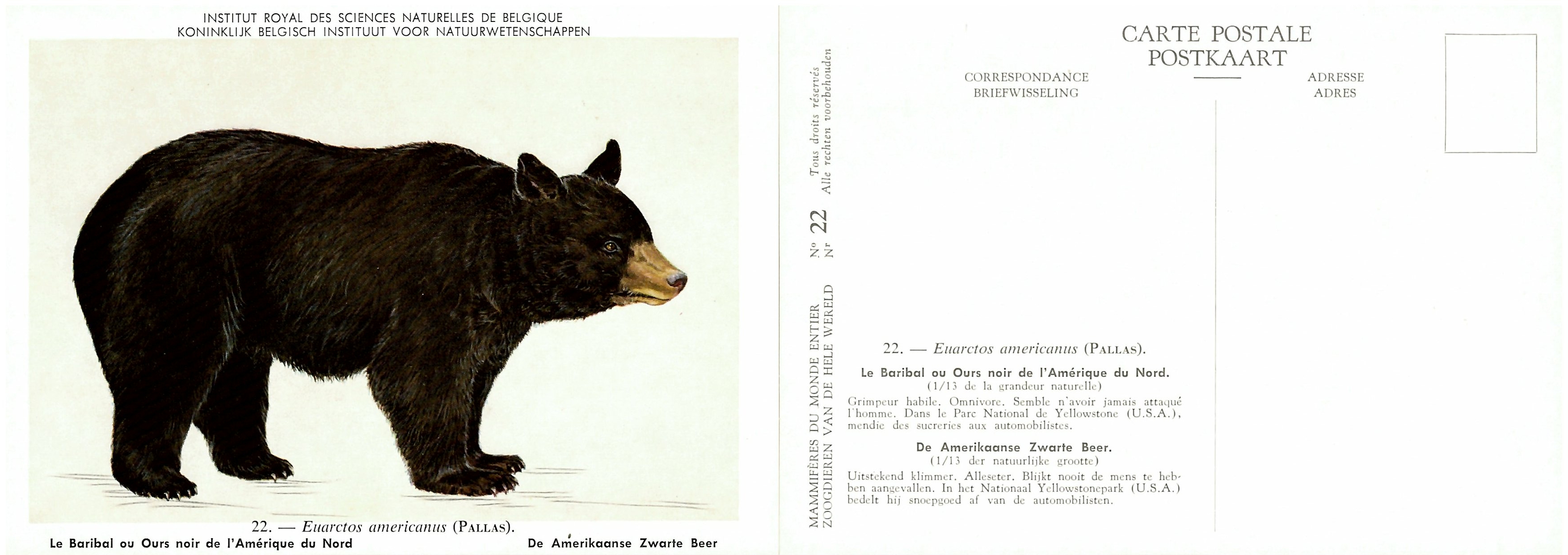 022 Le Baribal ou Ours noir de l'Amérique du Nord - De Amerikaanse Zwarte Beer.jpg